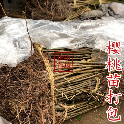 南方樱桃苗【20株起批 包邮】红妃南方大樱桃车厘子新品种基地图3
