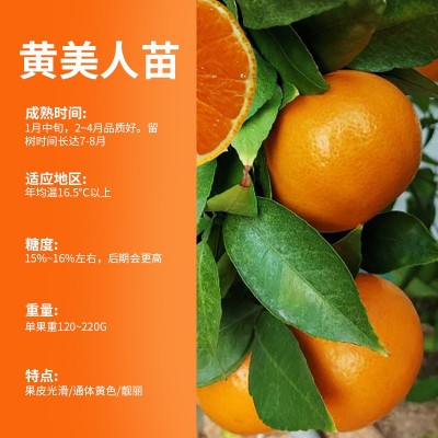 黄美人柑桔树味甜化渣杂柑柑橘爱媛68盆栽苗重庆基地直发包技术图3