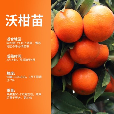 沃柑容器苗柑桔苗一年生嫁接果树苗室内外低栽实用批发苗盆景苗图2
