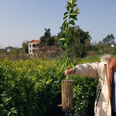 无核沃柑苗美国糖桔苗批发千亩杂柑橘盆栽容器苗圃一年苗基地直发图3