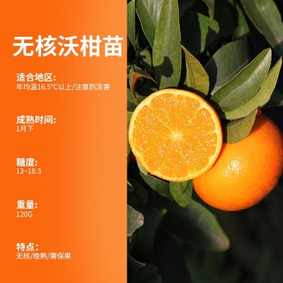 无核沃柑苗美国糖桔苗批发千亩杂柑橘盆栽容器苗圃一年苗基地直发图2