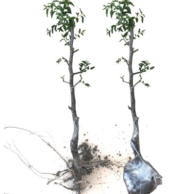 枣树苗活苗沾化冬枣特大盆栽地栽嫁接果树苗南方北方种植当年结果图3