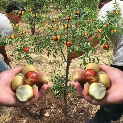 枣树苗活苗沾化冬枣特大盆栽地栽嫁接果树苗南方北方种植当年结果图4