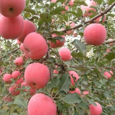 嫁接苹果树苗红富士矮化苗金冠嫁接盆栽地栽苗南北方种植当年图2