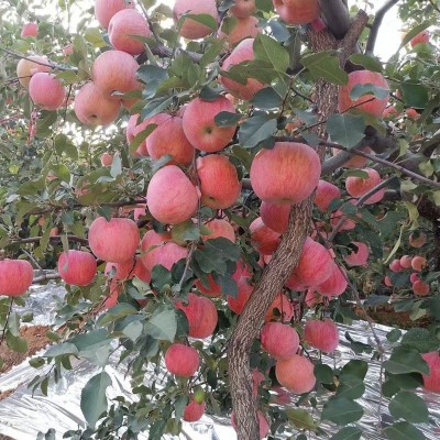 嫁接苹果树苗红富士矮化苗金冠嫁接盆栽地栽苗南北方种植当年图4