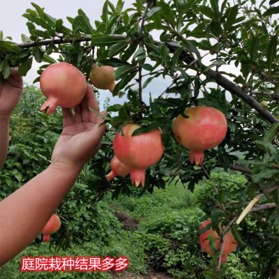 石榴树树苗突尼斯软籽石榴苗盆栽庭院果树特大带土无籽甜石榴树苗图2