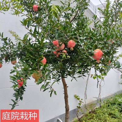 石榴树树苗突尼斯软籽石榴苗盆栽庭院果树特大带土无籽甜石榴树苗图3