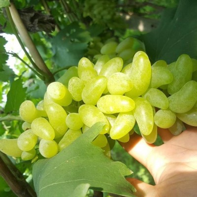 果苗种植湖南果树苗嫁接金手指葡萄苗庭院盆栽葡萄种苗水果苗图3