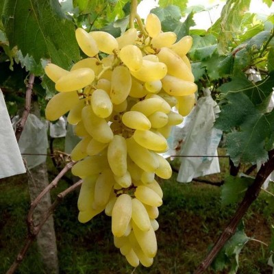 果苗种植湖南果树苗嫁接金手指葡萄苗庭院盆栽葡萄种苗水果苗图2
