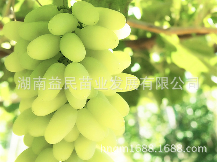 928513748_1761080957_副本