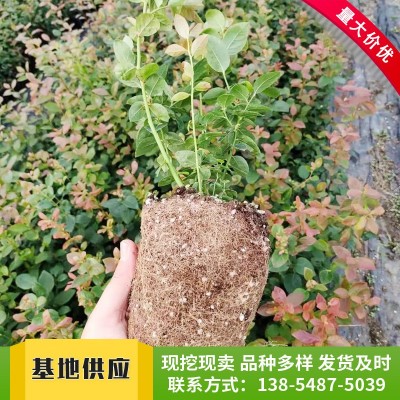 基地批发供应奥尼尔蓝莓苗 现挖现卖挂果率高薄雾蓝莓苗图3