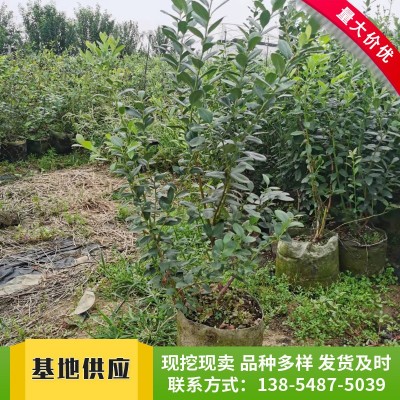 基地批发供应奥尼尔蓝莓苗 现挖现卖挂果率高薄雾蓝莓苗图2