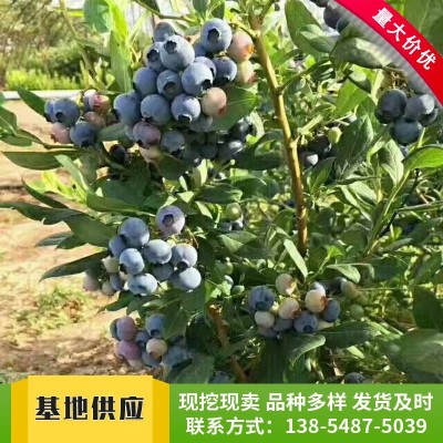 基地批发供应奥尼尔蓝莓苗 现挖现卖挂果率高薄雾蓝莓苗图4