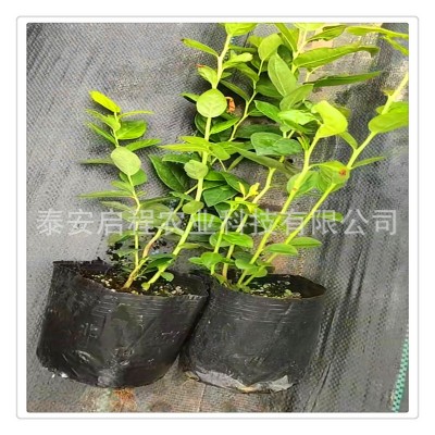 苗圃直供多种规格地栽盆栽蓝莓树苗 北方南方种植当年结果蓝莓苗图4