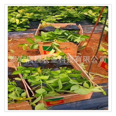 苗圃直供多种规格地栽盆栽蓝莓树苗 北方南方种植当年结果蓝莓苗图2
