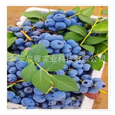 苗圃直供多种规格地栽盆栽蓝莓树苗 北方南方种植当年结果蓝莓苗图5