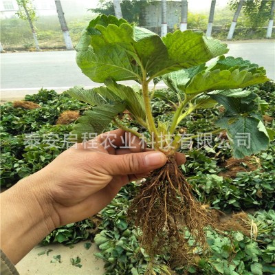 山东草莓苗基地销售 基质穴盘红颜香野妙香草莓苗 天仙醉草莓种苗图4
