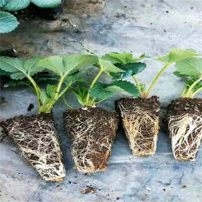 山东草莓苗基地销售 基质穴盘红颜香野妙香草莓苗 天仙醉草莓种苗图2