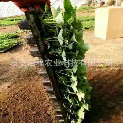 山东草莓苗基地销售 基质穴盘红颜香野妙香草莓苗 天仙醉草莓种苗图3