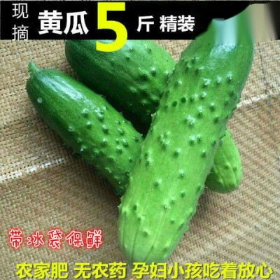 现摘水果小黄瓜山东旱黄瓜新鲜水果黄瓜1/2/5斤甜嫩脆黄瓜生吃图3