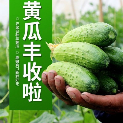 现摘水果小黄瓜山东旱黄瓜新鲜水果黄瓜1/2/5斤甜嫩脆黄瓜生吃图4