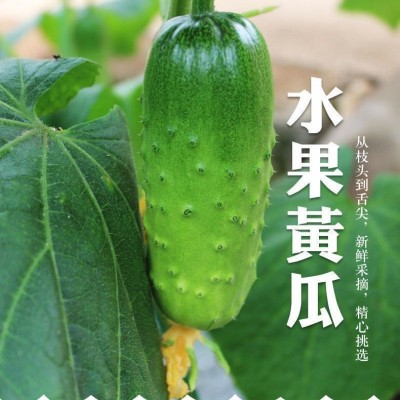现摘水果小黄瓜山东旱黄瓜新鲜水果黄瓜1/2/5斤甜嫩脆黄瓜生吃图2