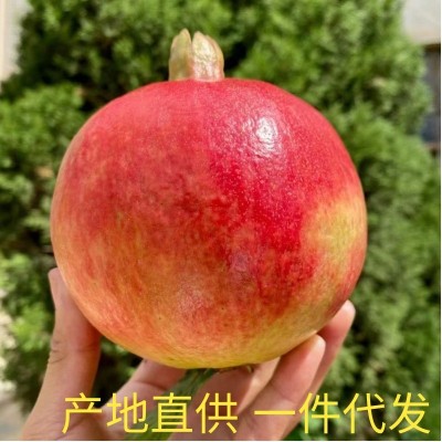 四川会理突尼斯软籽石榴红石榴软籽石榴会理石榴产地果农一件代发图3