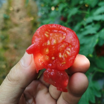 现货千禧果四川樱桃番茄圣女果小番茄小西红柿新鲜水果批发图4