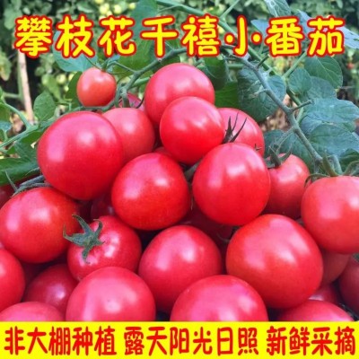 现货千禧果四川樱桃番茄圣女果小番茄小西红柿新鲜水果批发图2