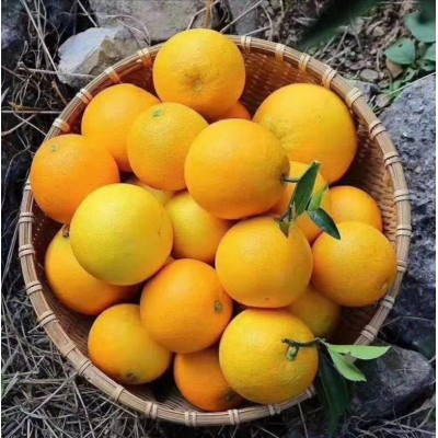 赣南脐橙新鲜水果批发水果橙子批发送人当季孕妇水果20斤图4
