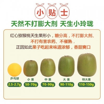 一级果纯甜四川蒲江红心猕猴桃奇异果新鲜当季水果批发代发品质果图4