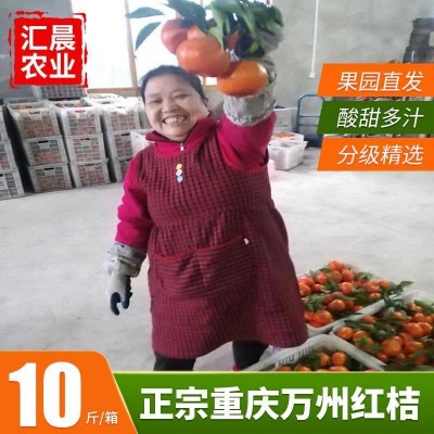 万州古红桔原产地色大红袍个大皮薄口感酸甜是可做陈皮须核可入药图5