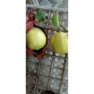 尤力克新柠檬产地直销清香黄柠檬安岳柠檬皮薄多汁奶茶歺饮用柠檬图2