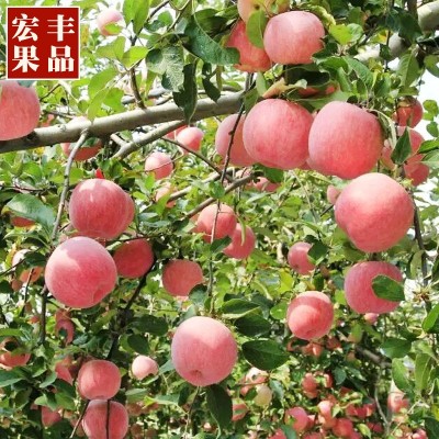 烟台栖霞红富士苹果 仓储6000吨全年供货山东苹果 不打蜡脆甜水果图3
