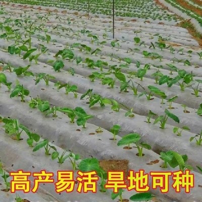 云南芋头新鲜小芋头农家毛芋头小香芋芋艿迷你小果蘸糖吃宝宝辅食图5