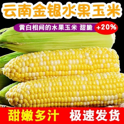 中港专供水果双色金银甜玉米诚信合作量大从优图5