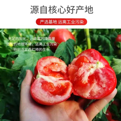 海阳普罗旺斯西红柿 现摘沙瓤毛粉番茄 新鲜水果蔬菜大番茄西红柿图3