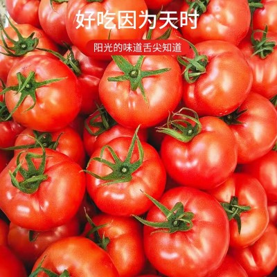 海阳普罗旺斯西红柿 现摘沙瓤毛粉番茄 新鲜水果蔬菜大番茄西红柿图2
