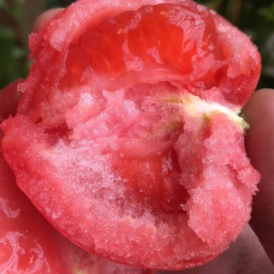 海阳普罗旺斯西红柿 现摘沙瓤毛粉番茄 新鲜水果蔬菜大番茄西红柿图4