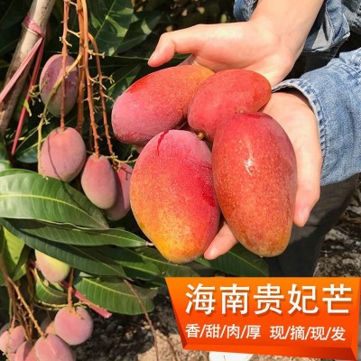 海南贵妃芒芒果0斤装整箱新鲜水果红金龙水仙甜心青非凯特代发图4
