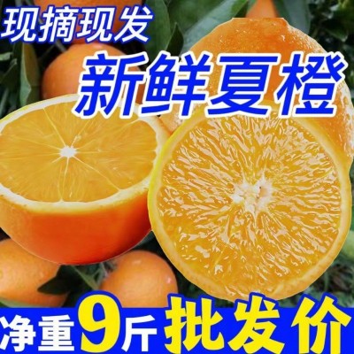 大降价新鲜夏橙应季水果甜橙子手剥橙子1斤-10斤整箱商用批发厂家图3