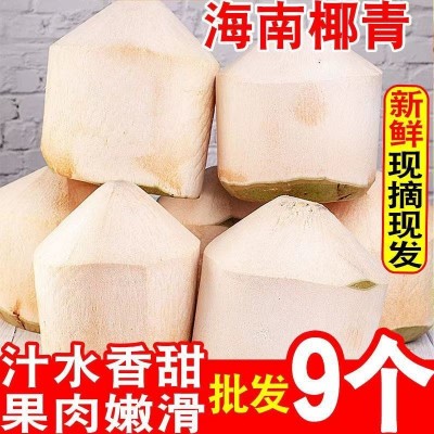 椰青海南特产椰子新鲜水果孕妇椰皇毛椰榨椰汁椰肉6/9大果香水椰图2