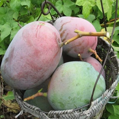 批发应季新鲜水果四川攀枝花凯特芒果热带香甜水果整箱礼盒装芒果图3