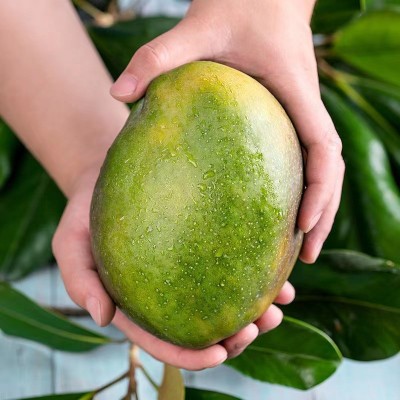 批发应季新鲜水果四川攀枝花凯特芒果热带香甜水果整箱礼盒装芒果图4