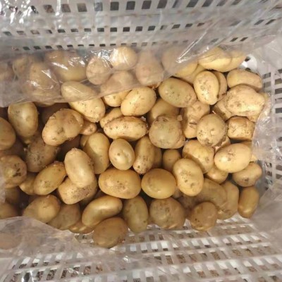 山东蔬菜基地供应小土豆 新鲜农副食品土豆马铃薯 价格面议图3