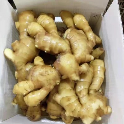 山东新鲜带泥基地直发新鲜大块老姜生姜黄姜新鲜嫩姜风干姜月子姜图3