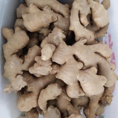 山东新鲜带泥基地直发新鲜大块老姜生姜黄姜新鲜嫩姜风干姜月子姜图2