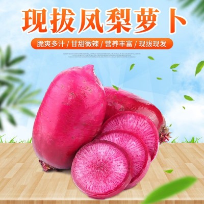 凤梨萝卜现拔现发 脆甜红皮水果萝卜 紫皮花皮即食 潍坊萝卜图4
