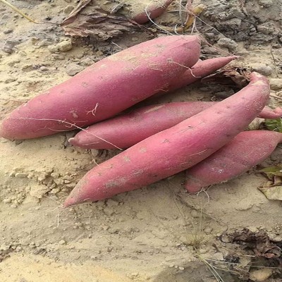红心地瓜糖心小番薯红蜜薯沙地新鲜西瓜红红薯香甜板栗图5