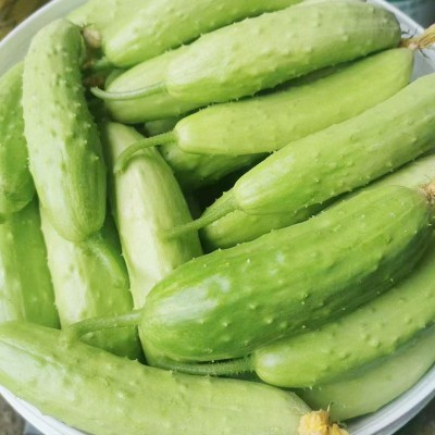 批发海阳白玉黄瓜新鲜现摘蔬菜脆嫩水果黄瓜生吃小黄瓜蔬菜批发代图3